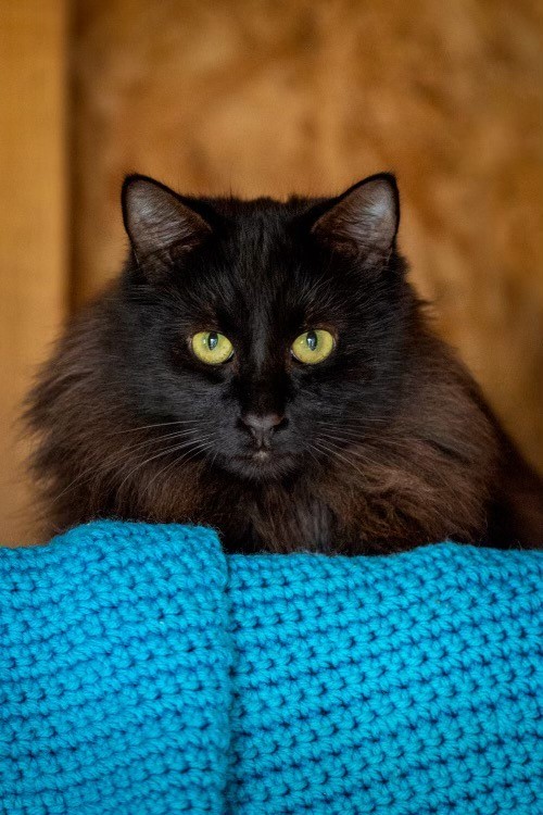 Dilly, an adoptable Domestic Medium Hair in Decatur, TX, 76234 | Photo Image 1