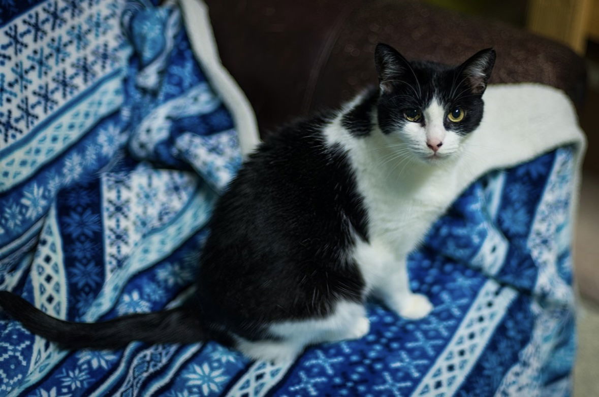 Cupcake, an adoptable Domestic Long Hair in Stafford, VA, 22554 | Photo Image 1