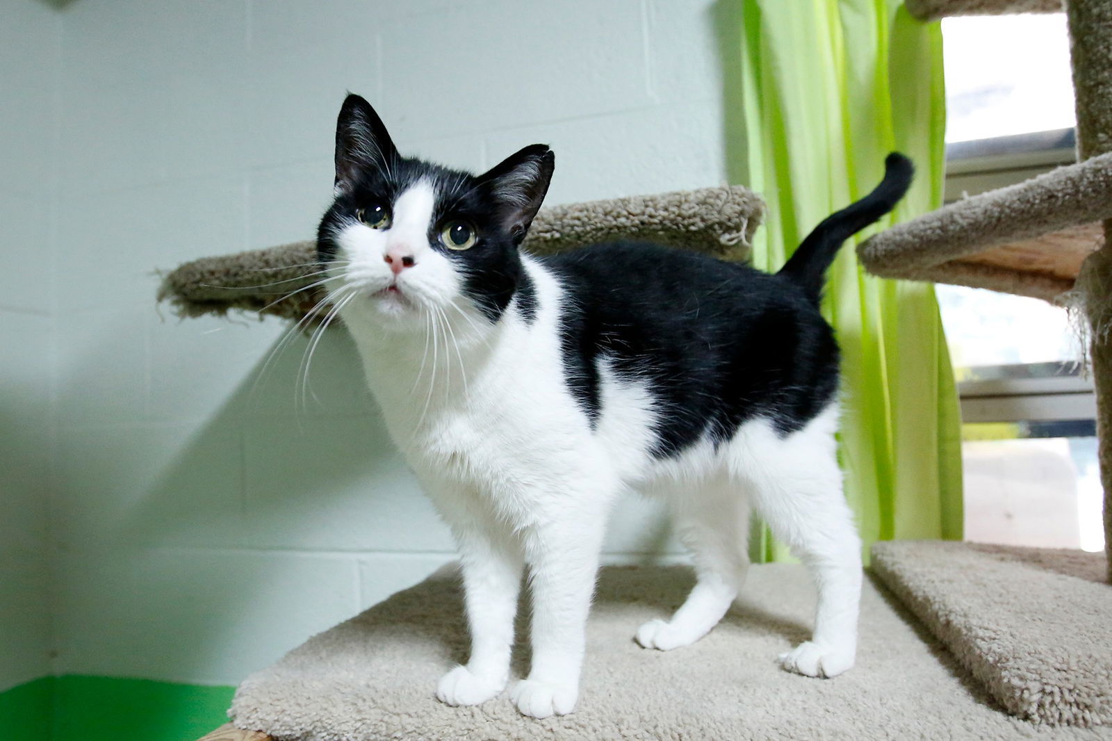 Cupcake, an adoptable Domestic Long Hair in Stafford, VA, 22554 | Photo Image 2