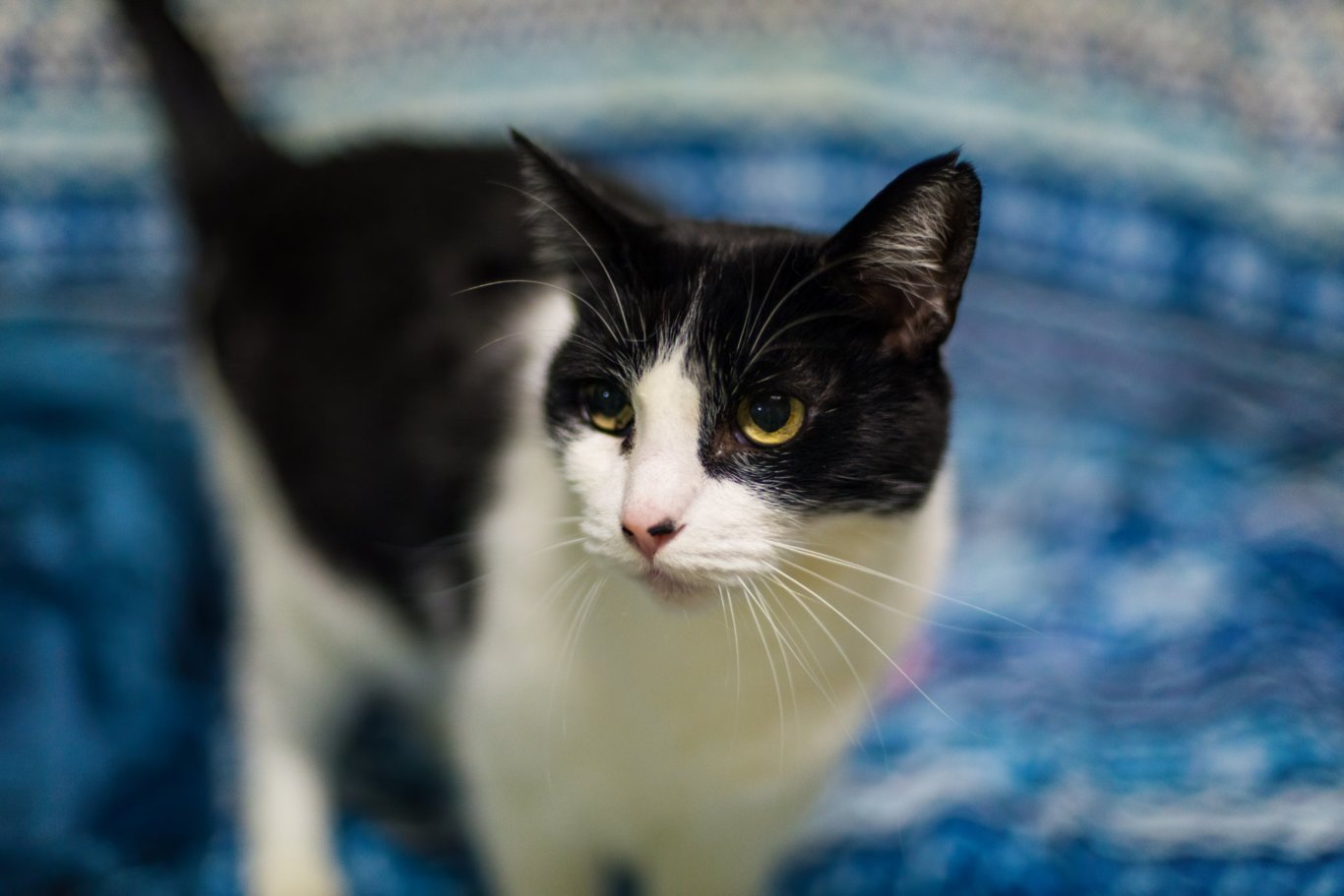 Cupcake, an adoptable Domestic Long Hair in Stafford, VA, 22554 | Photo Image 3