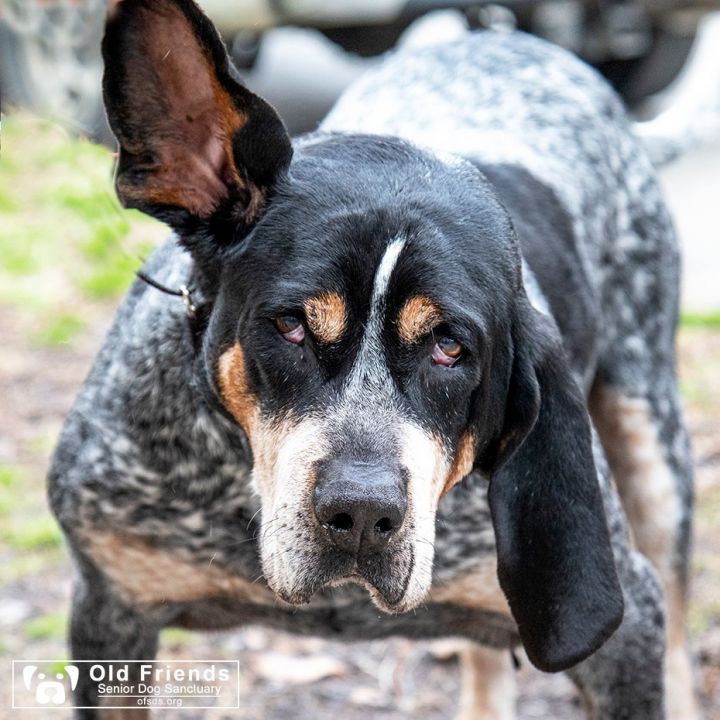 [8+] 6 Months Old Cute Bluetick Coonhounds Dog Puppy For Sale Or