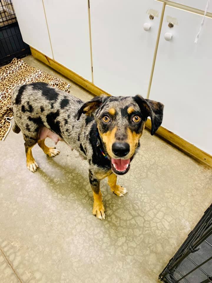 Mirin, an adoptable Catahoula Leopard Dog & Hound Mix in Lake Odessa, MI