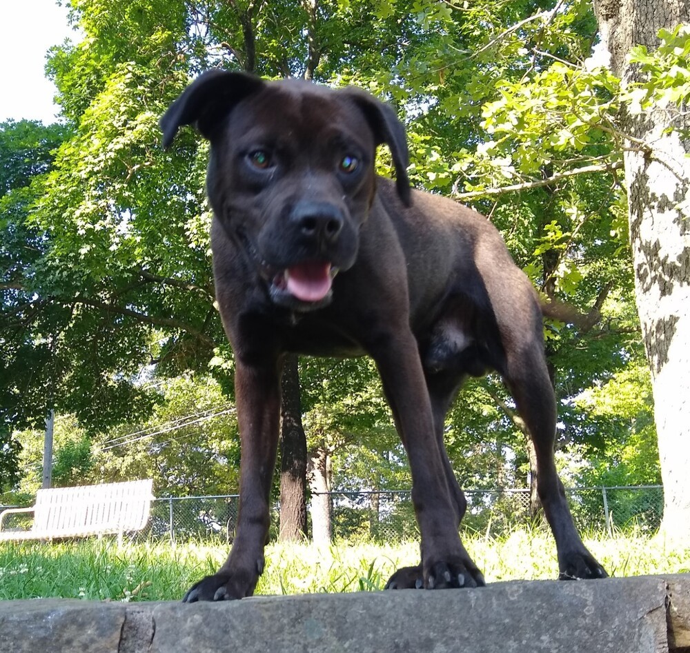 Mister, an adoptable Mixed Breed in Disney, OK, 74340 | Photo Image 1