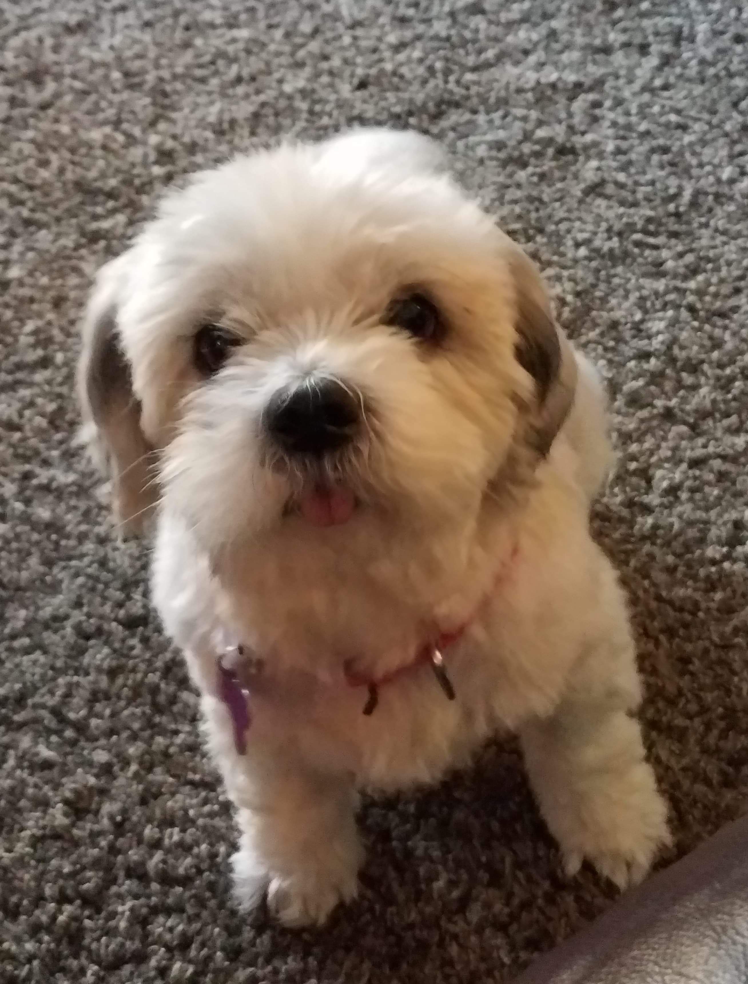 Dog for adoption - Bella ~ Adoption Pending, a Shih Tzu & Lhasa Apso