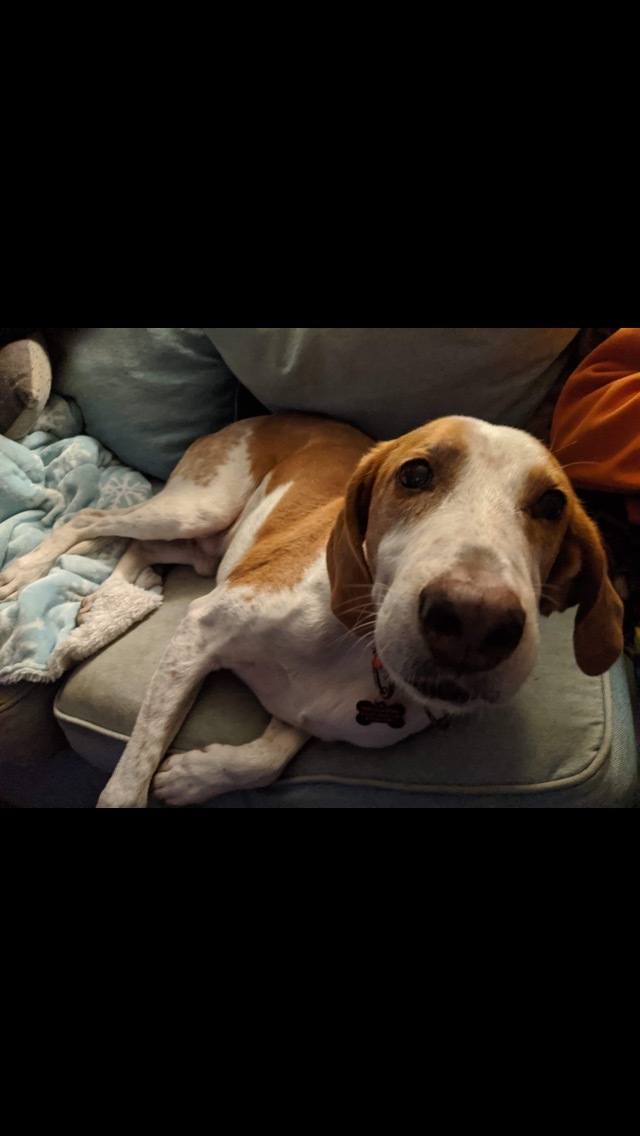 Burt is the best, an adopted American Foxhound & Treeing Walker Coonhound Mix in Randolph, MA_image-5