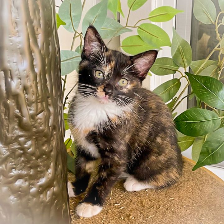 Artemis, an adopted Tortoiseshell in Ponte Vedra, FL_image-1