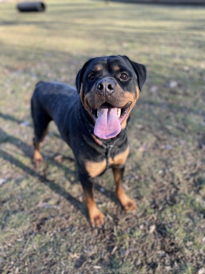 Dog For Adoption Onyx A Rottweiler In Myerstown Pa Petfinder