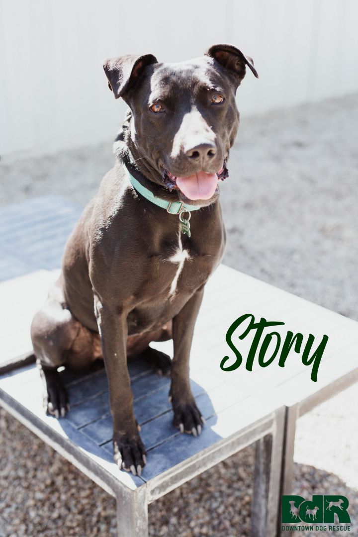 Story, an adopted Labrador Retriever Mix in Pasadena, CA_image-1