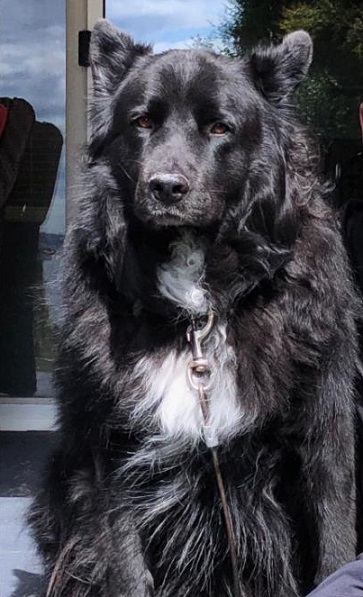 Koda, an adopted Newfoundland Dog Mix in Gig Harbor, WA_image-2