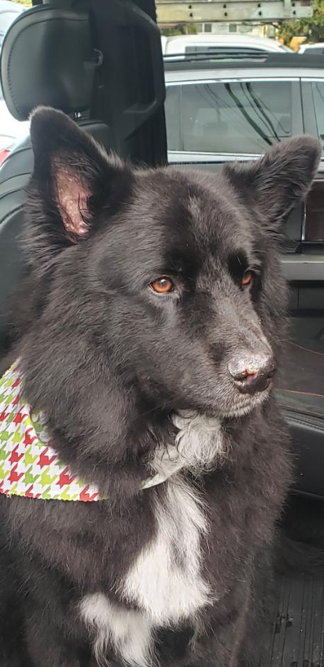 Koda, an adopted Newfoundland Dog Mix in Gig Harbor, WA_image-3