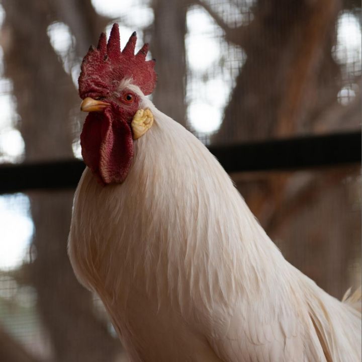 Reginald 2