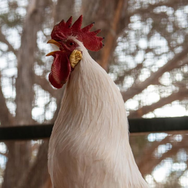 Reginald 3