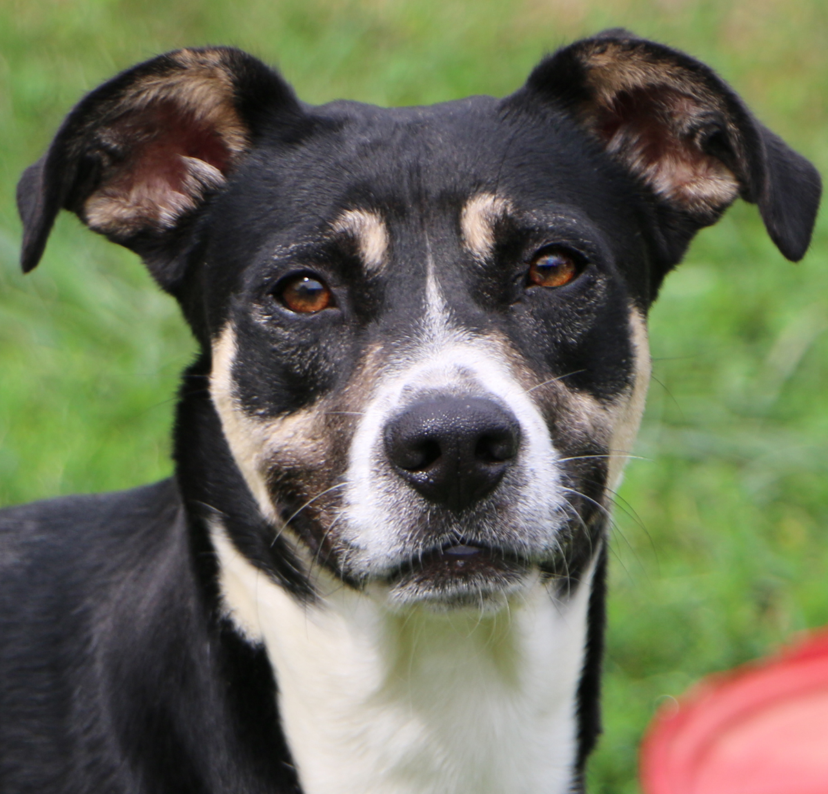 Snoopy, an adoptable German Shepherd Dog, Mixed Breed in Charles Town, WV, 25414 | Photo Image 1