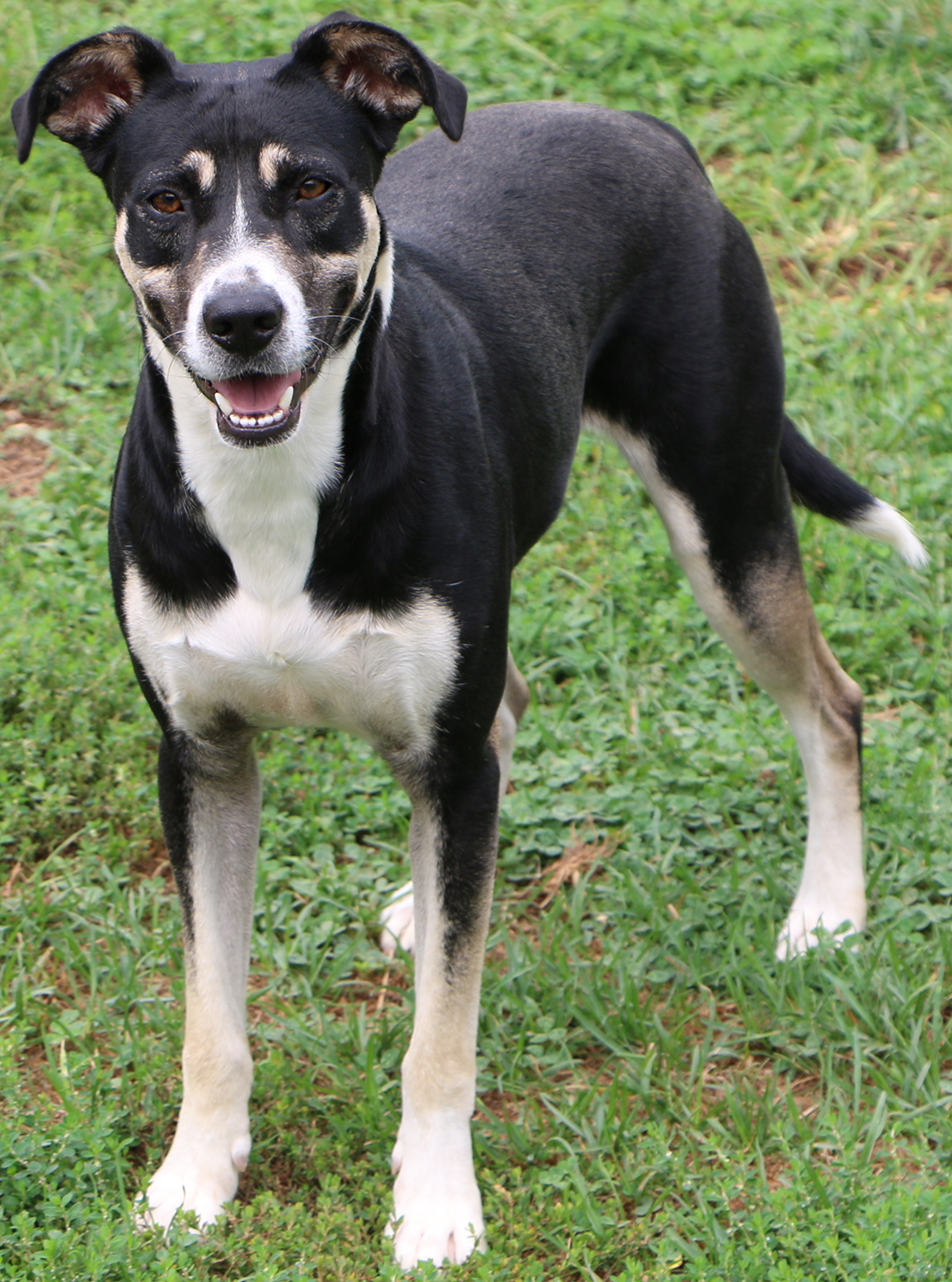 Snoopy, an adoptable German Shepherd Dog, Mixed Breed in Charles Town, WV, 25414 | Photo Image 2
