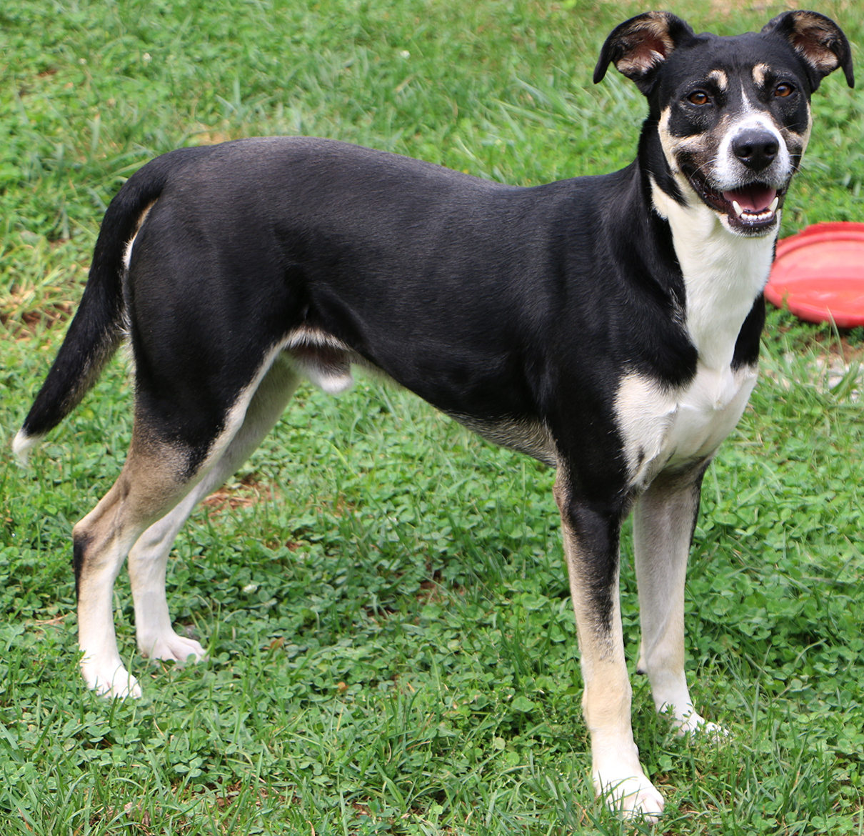 Snoopy, an adoptable German Shepherd Dog, Mixed Breed in Charles Town, WV, 25414 | Photo Image 3