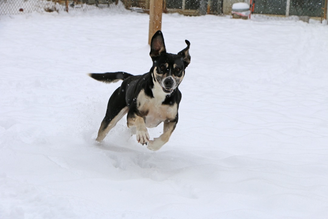 Snoopy, an adoptable German Shepherd Dog, Mixed Breed in Charles Town, WV, 25414 | Photo Image 5