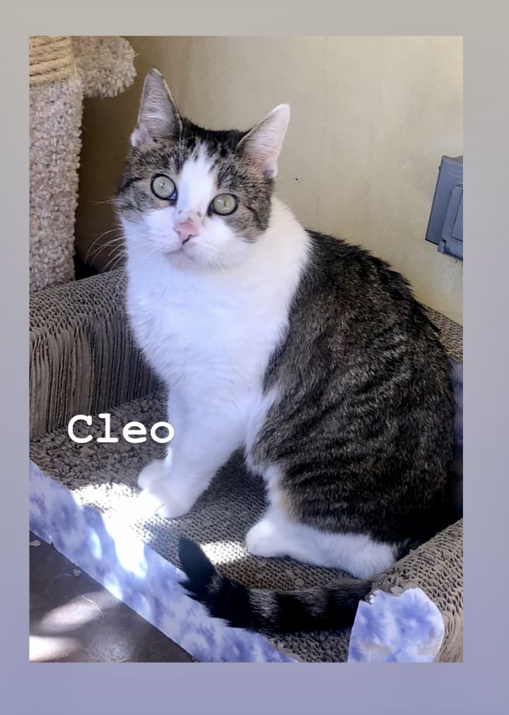 Cleo 2