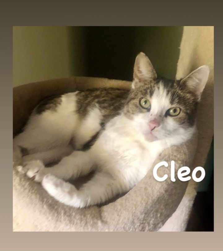 Cleo, an adopted Domestic Short Hair in Los Angeles, CA_image-1