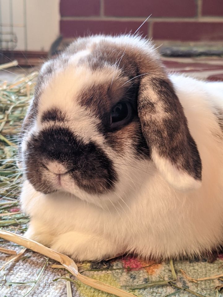 Lop bunnies for store adoption