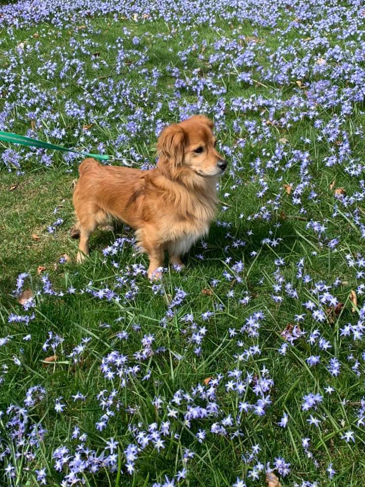 Dog For Adoption Alby A Golden Retriever Dachshund Mix In Scarborough On Petfinder