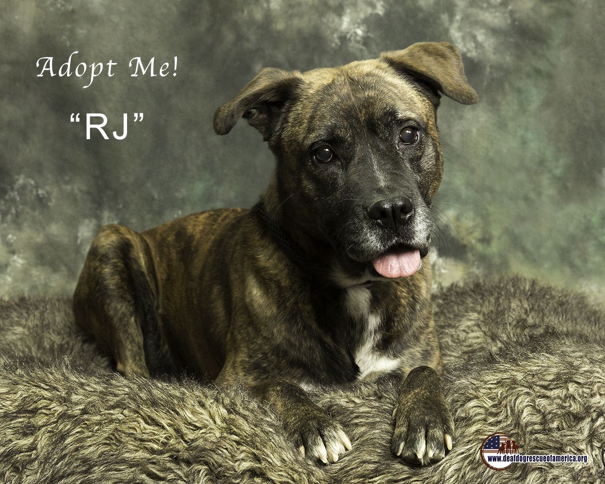 RJ, an adoptable Dutch Shepherd in Santa Clarita, CA, 91387 | Photo Image 1