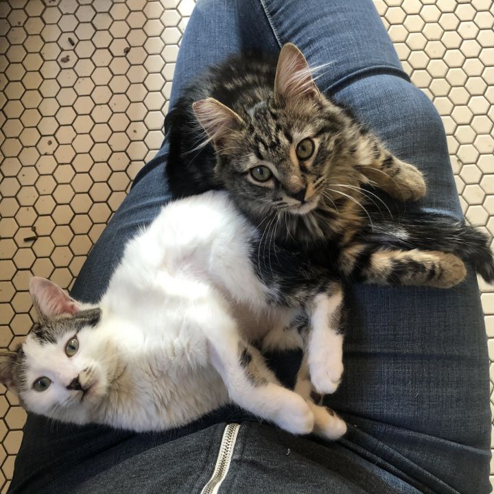 Archibald and Annika, an adopted Domestic Medium Hair & Domestic Short Hair Mix in Oakland, CA_image-1
