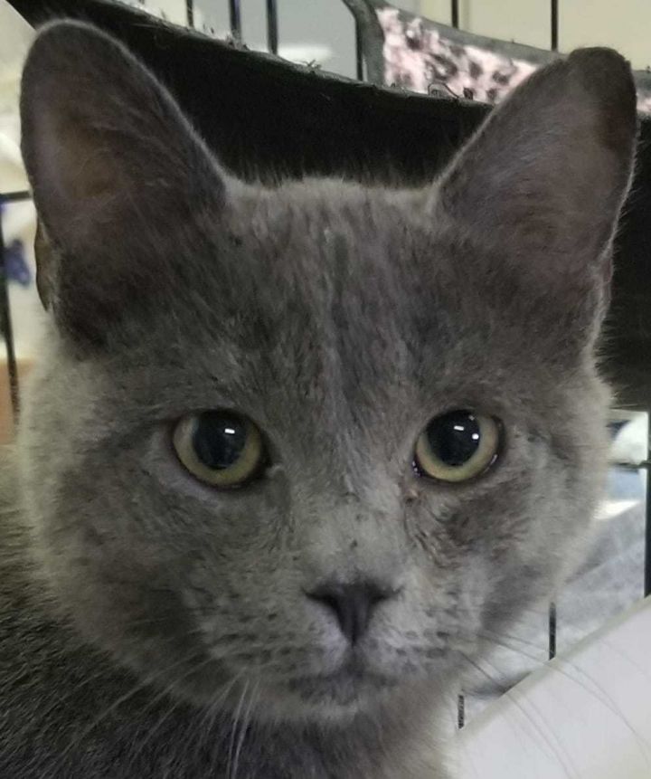 Button, an adopted Russian Blue & Domestic Short Hair Mix in Austin, TX_image-3