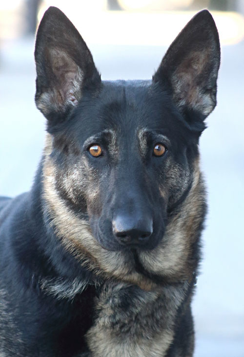 Misty von Milow", an adopted German Shepherd Dog in Los Angeles, CA_image-4