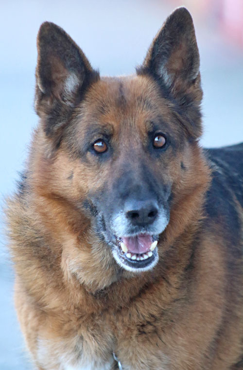 Hanny von Hahn", an adopted German Shepherd Dog in Los Angeles, CA_image-2