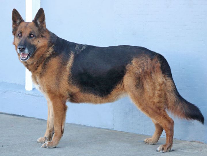 Hanny von Hahn", an adopted German Shepherd Dog in Los Angeles, CA_image-5