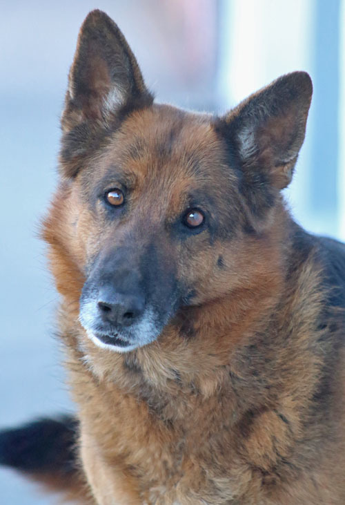 Hanny von Hahn", an adopted German Shepherd Dog in Los Angeles, CA_image-1