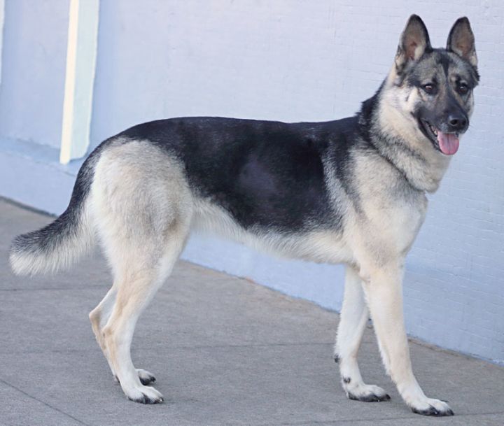 *Camille von Calbe, an adopted German Shepherd Dog in Los Angeles, CA_image-3