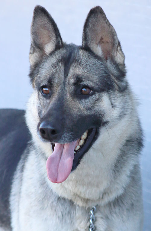 *Camille von Calbe, an adopted German Shepherd Dog in Los Angeles, CA_image-4
