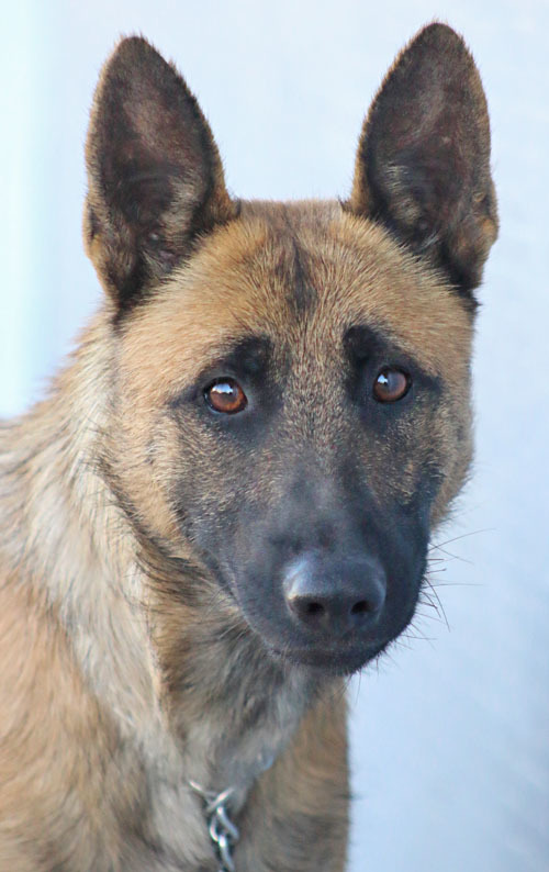Petra von Meiningen, an adopted German Shepherd Dog Mix in Los Angeles, CA_image-3