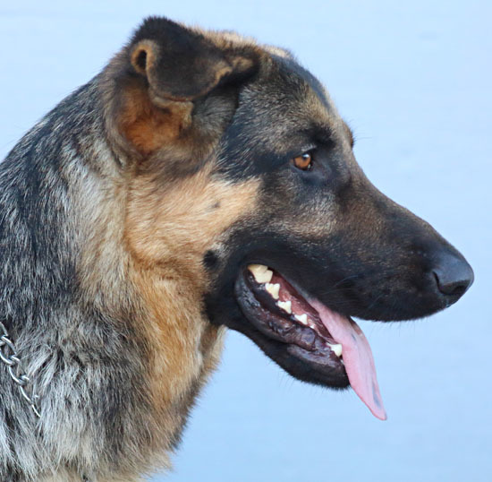 * Finley von Freising, an adopted German Shepherd Dog in Los Angeles, CA_image-2