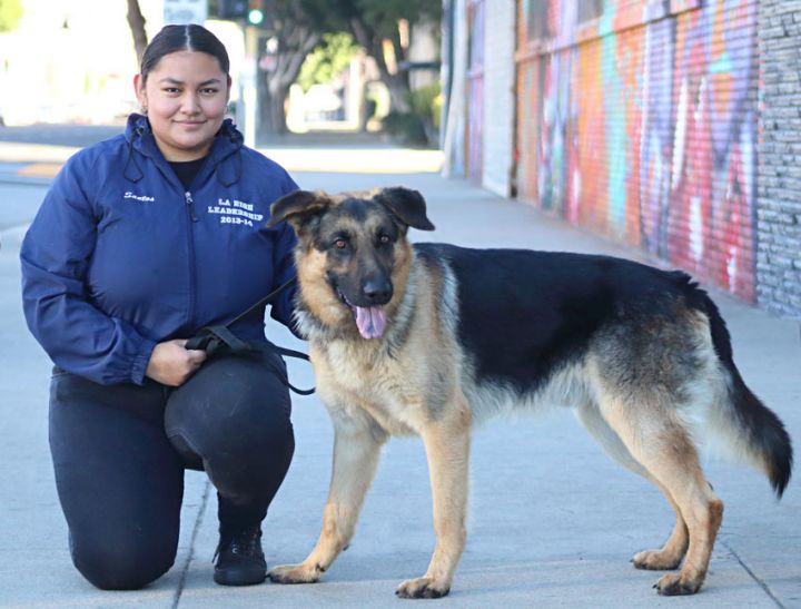 * Finley von Freising, an adopted German Shepherd Dog in Los Angeles, CA_image-5