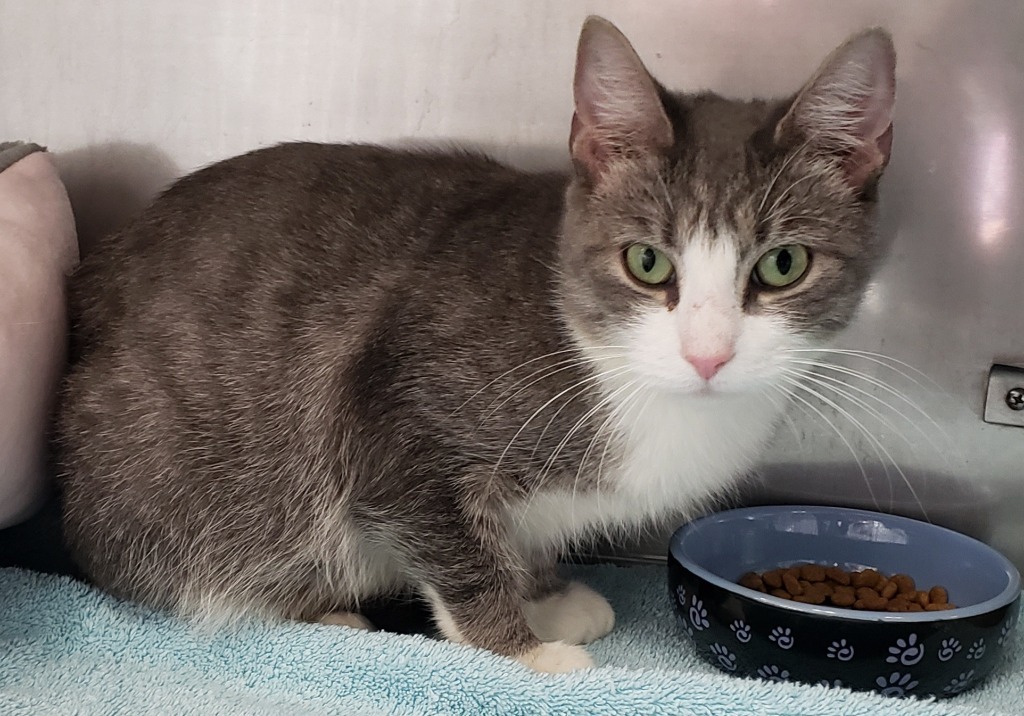 Celeste, an adoptable Domestic Short Hair, Tabby in Medfield, MA, 02052 | Photo Image 1