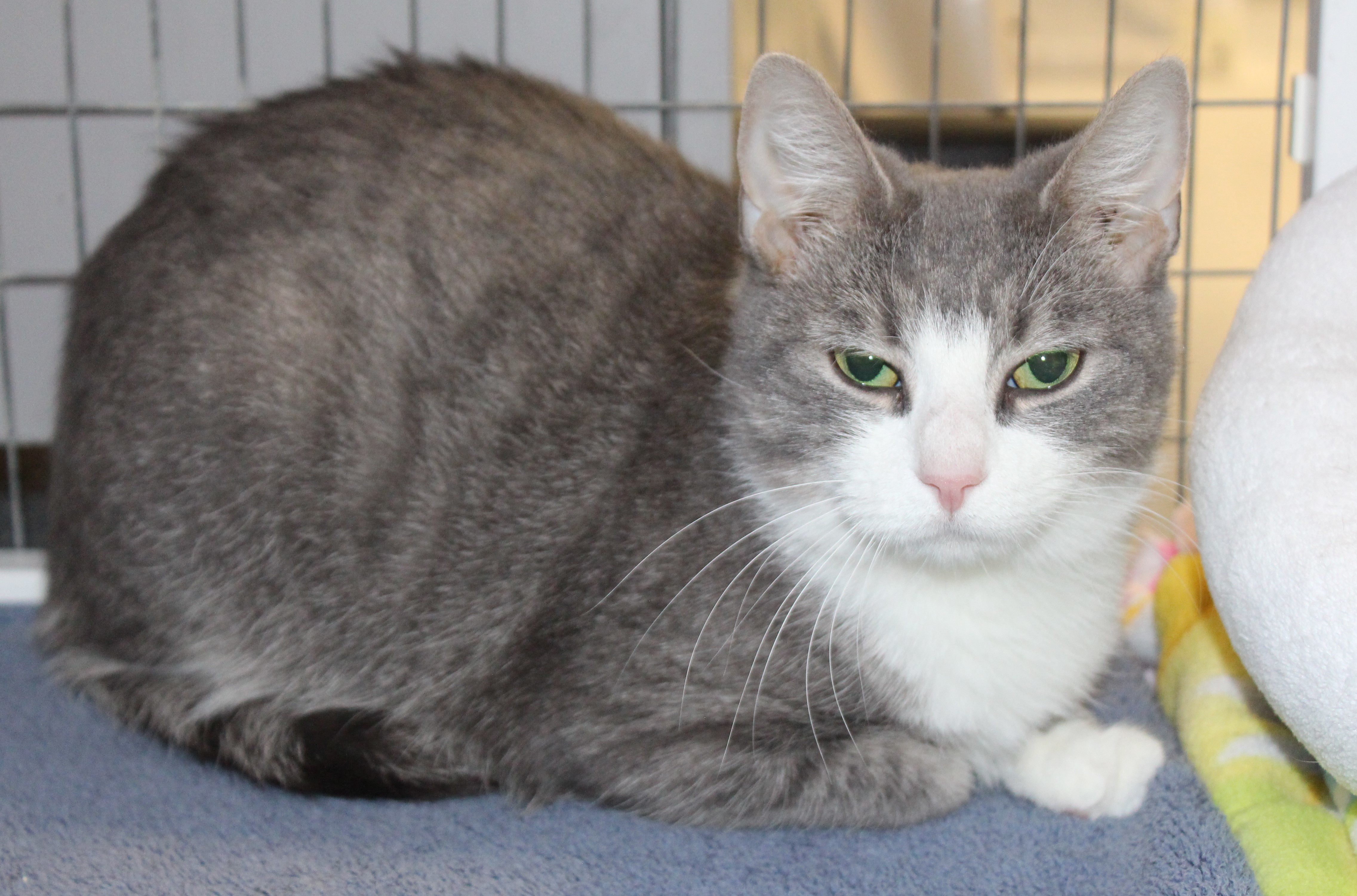 Celeste, an adoptable Domestic Short Hair, Tabby in Medfield, MA, 02052 | Photo Image 2