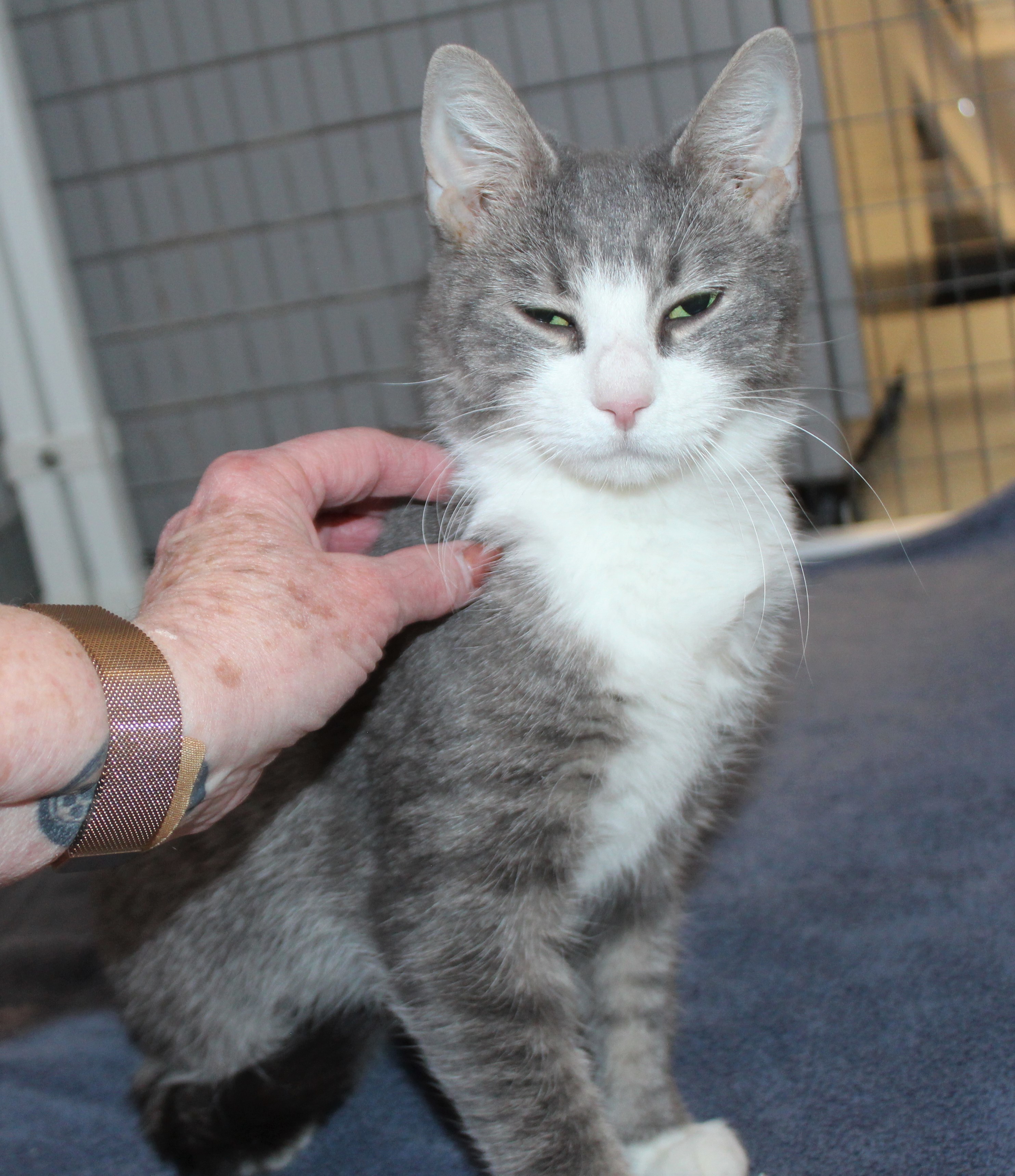 Celeste, an adoptable Domestic Short Hair, Tabby in Medfield, MA, 02052 | Photo Image 3