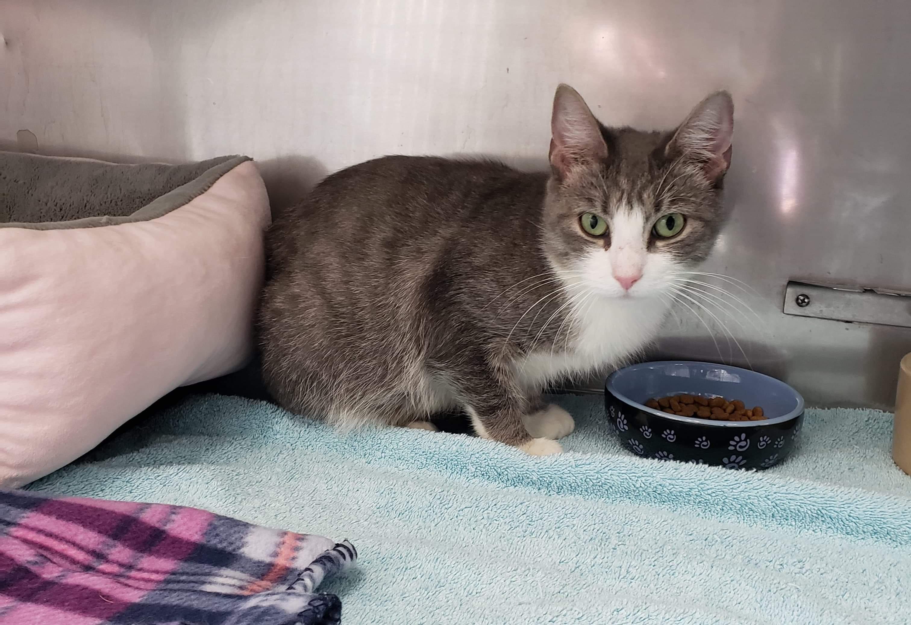 Celeste, an adoptable Domestic Short Hair, Tabby in Medfield, MA, 02052 | Photo Image 4