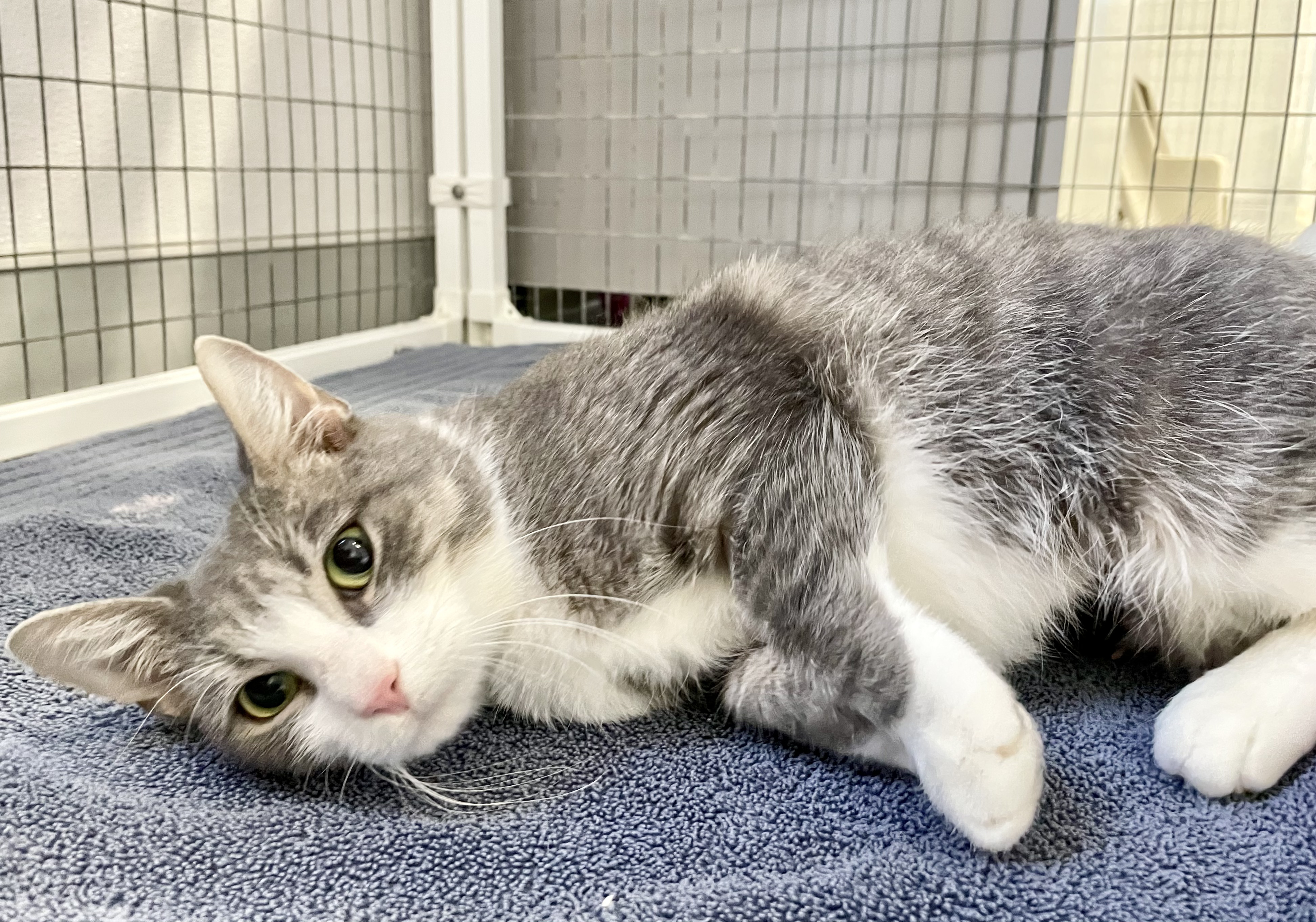 Celeste, an adoptable Domestic Short Hair, Tabby in Medfield, MA, 02052 | Photo Image 5