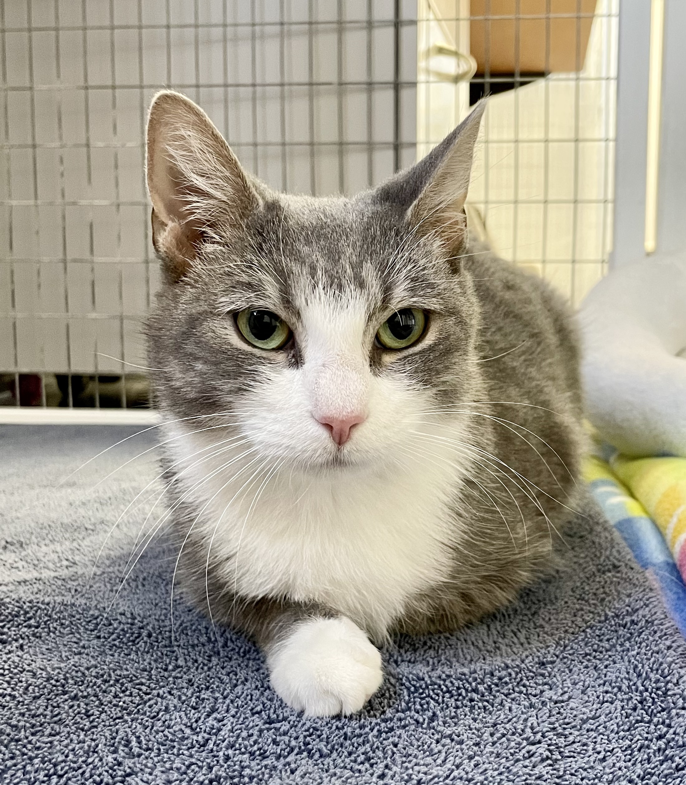 Celeste, an adoptable Domestic Short Hair, Tabby in Medfield, MA, 02052 | Photo Image 6