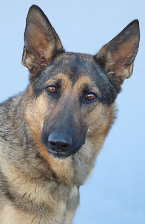 Leia von Leisnig'', an adopted German Shepherd Dog in Los Angeles, CA_image-2