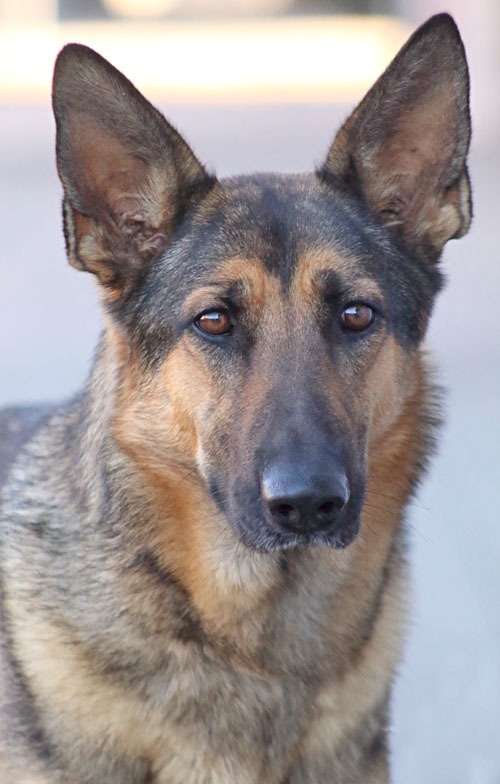 Leia von Leisnig'', an adopted German Shepherd Dog in Los Angeles, CA_image-6