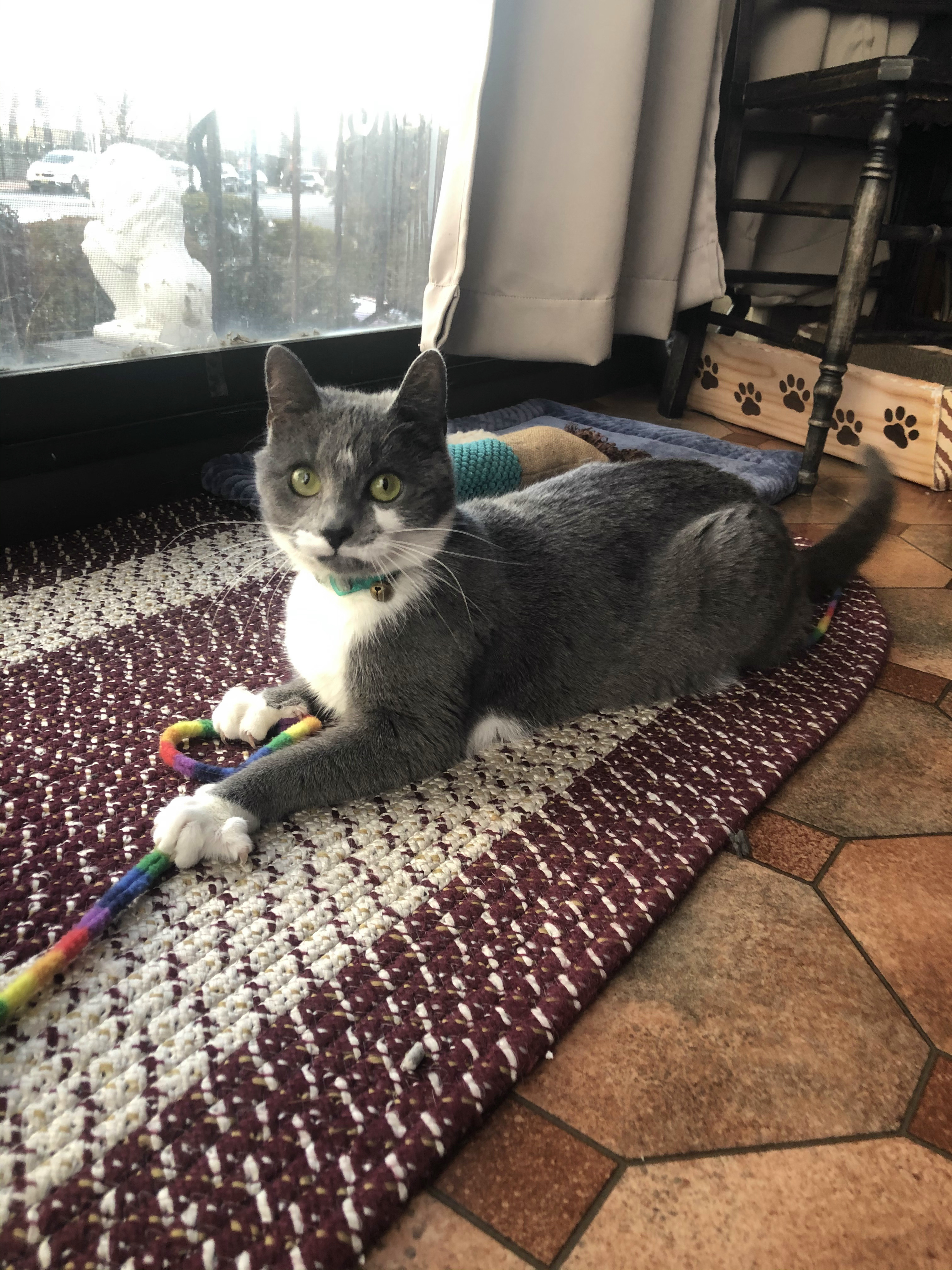 Jinny, an adoptable Domestic Short Hair in Closter, NJ, 07624 | Photo Image 3