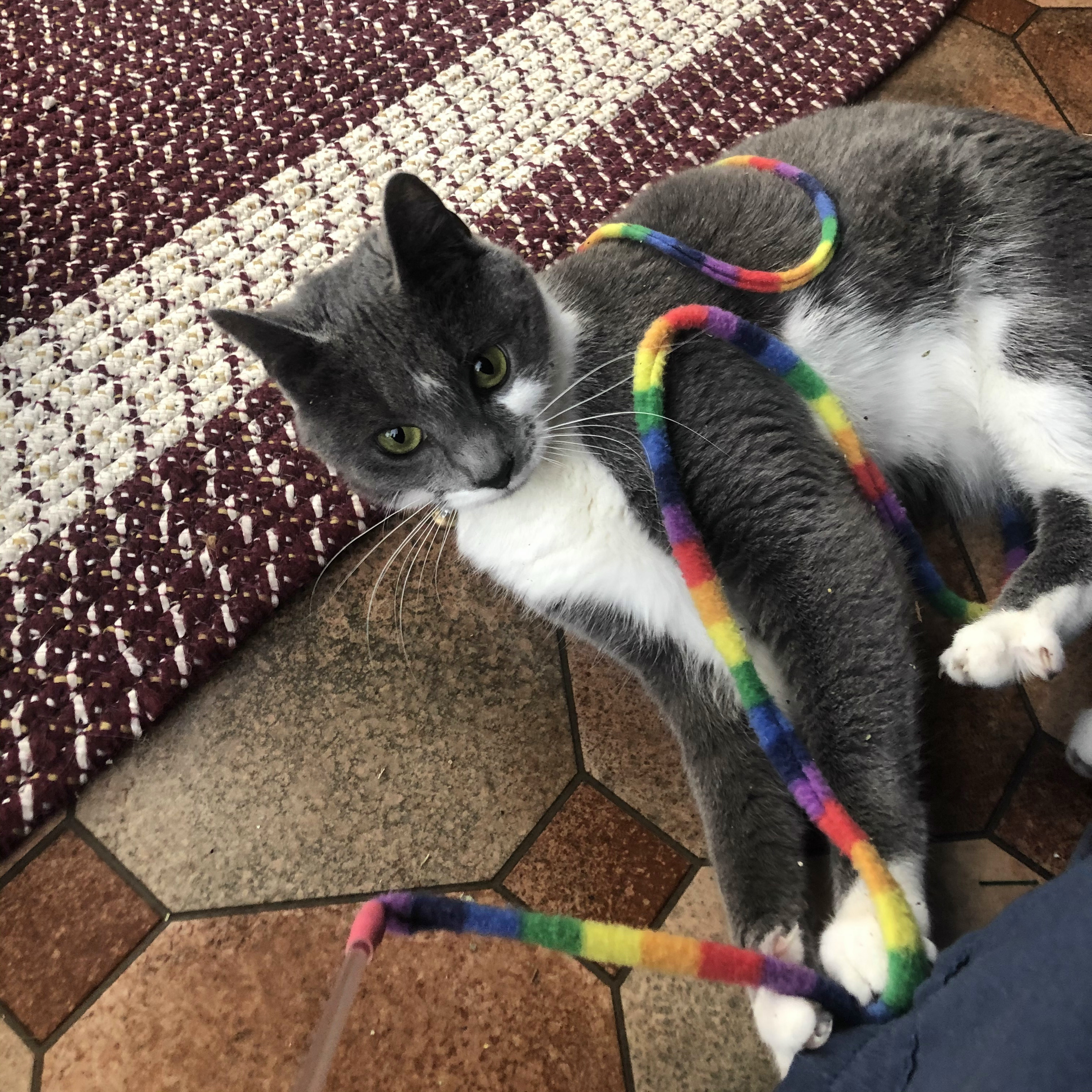 Jinny, an adoptable Domestic Short Hair in Closter, NJ, 07624 | Photo Image 4
