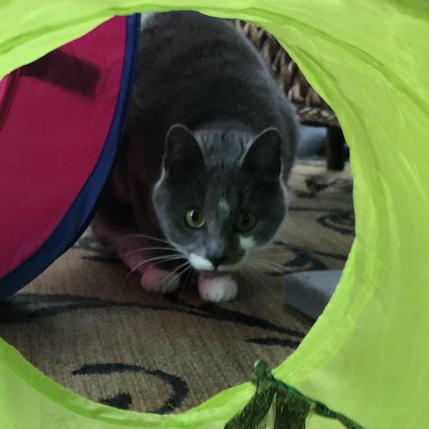 Jinny, an adoptable Domestic Short Hair in Closter, NJ, 07624 | Photo Image 5