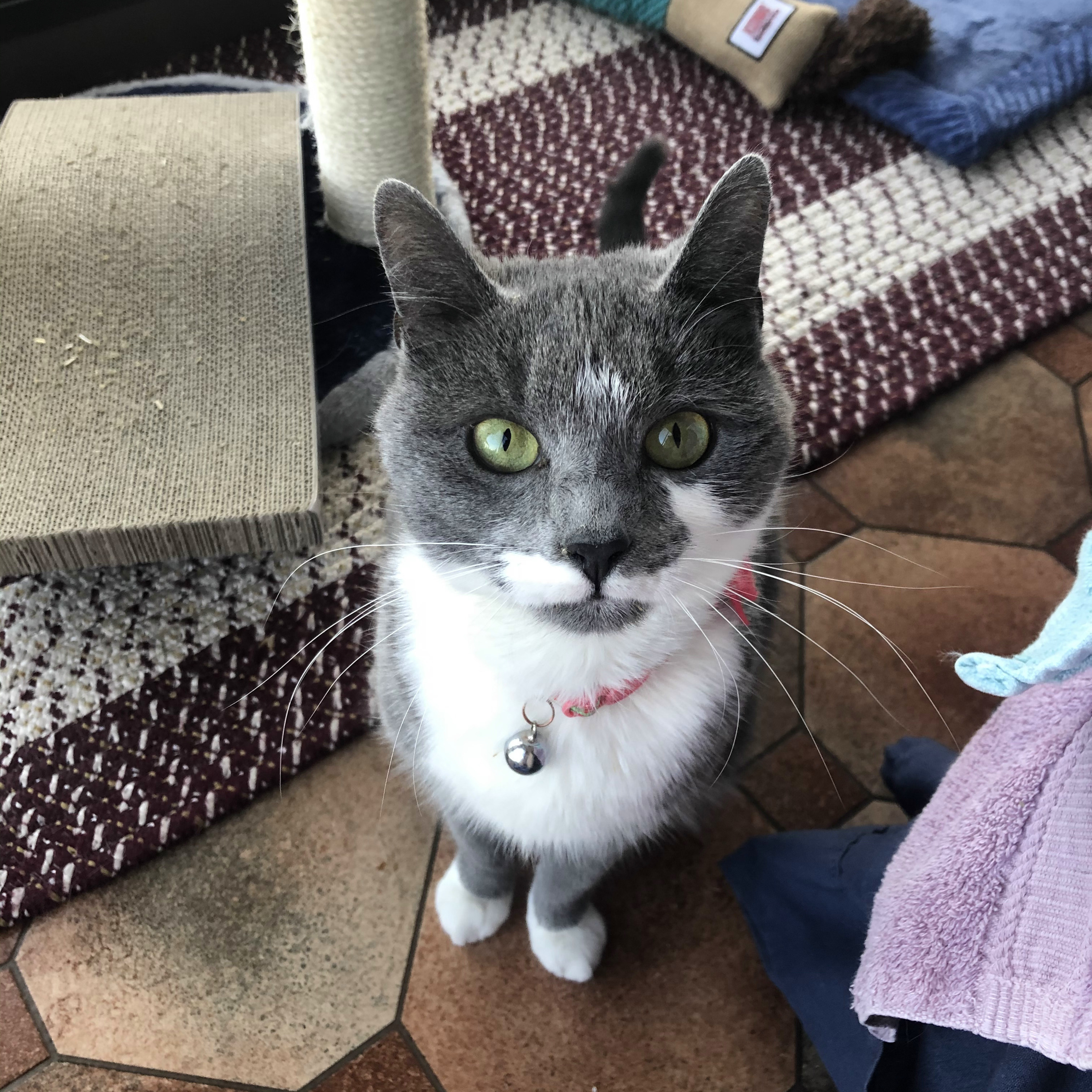 Jinny, an adoptable Domestic Short Hair in Closter, NJ, 07624 | Photo Image 6