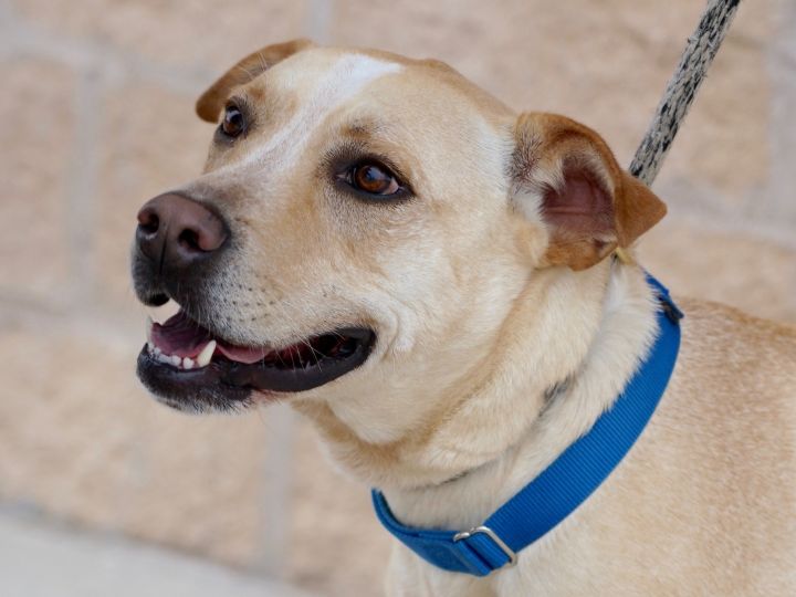 Duke, an adopted Mixed Breed in Georgetown, TX_image-1