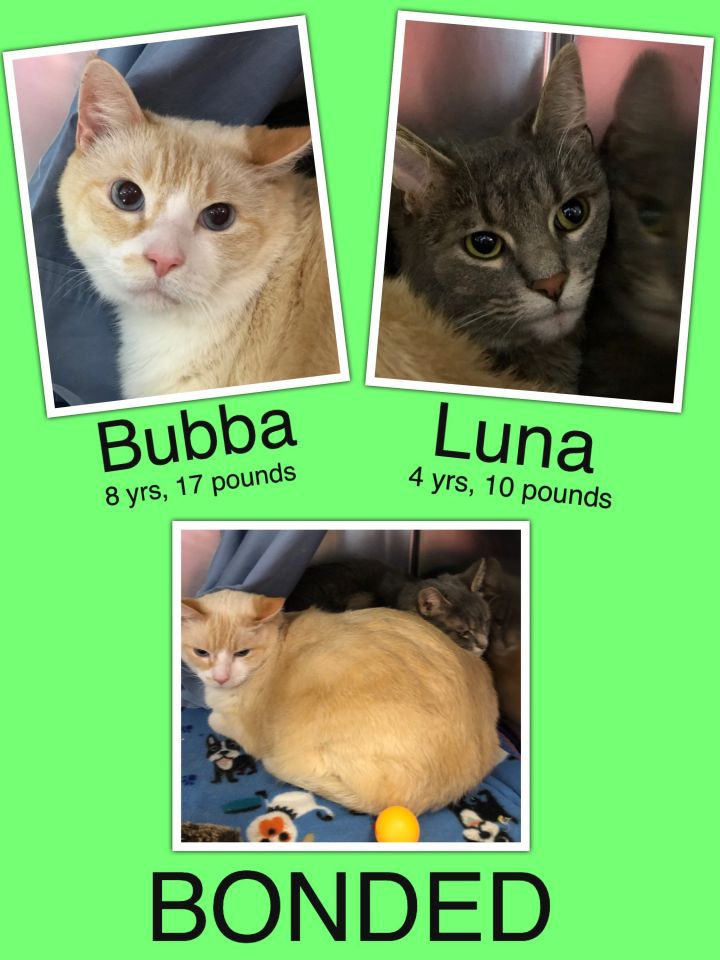 Bubba and Luna 1